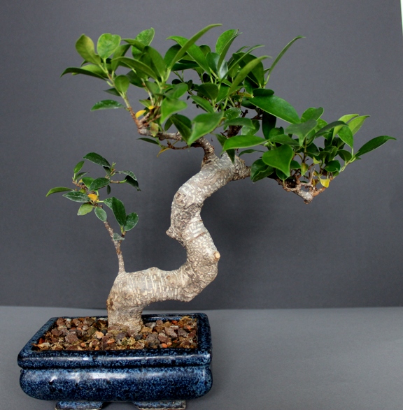 Ficus Retusa.jpg