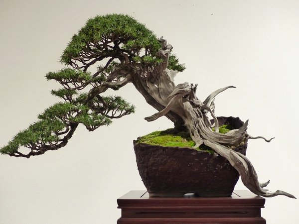 Ein Juniperus communis