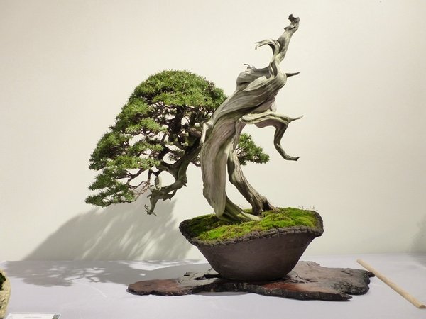 Ein Juniperus communis