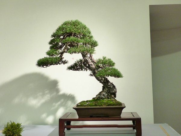 ... ups, das ist der richtige "Bester Nadelbaum"
