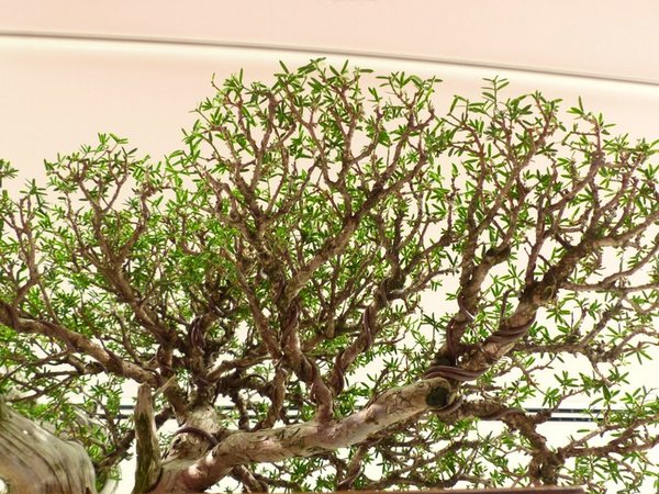 Taxus baccata