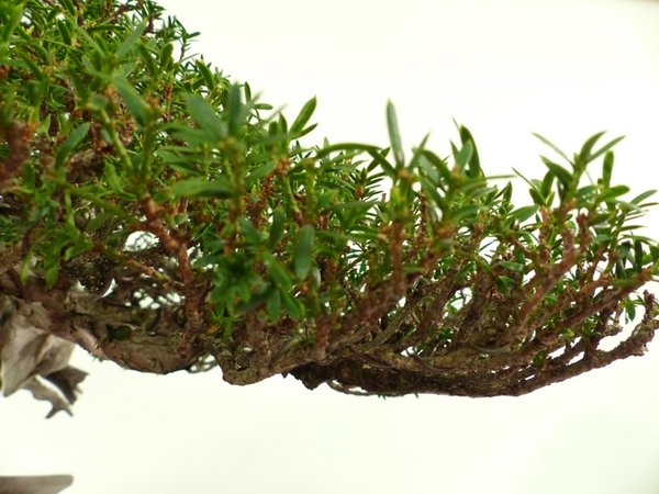 Taxus baccata