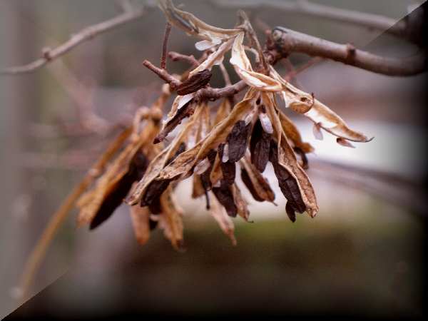 Hosta- Samen