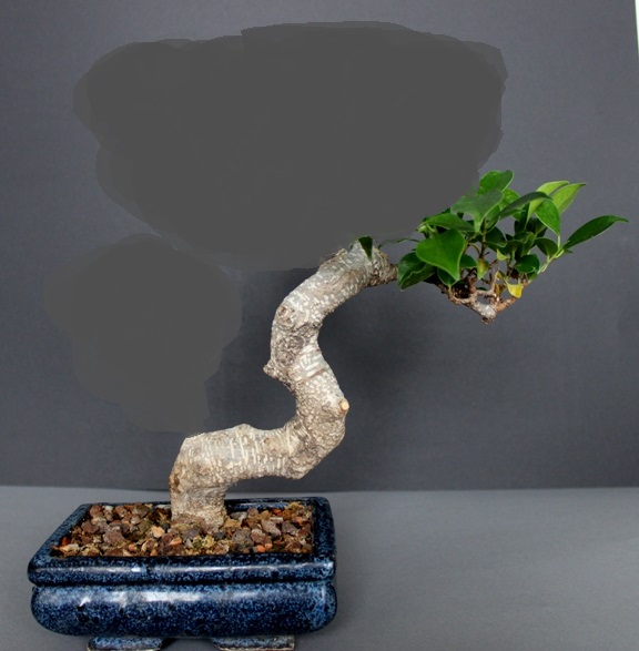 Ficus Retusa Kaskade Virtual.jpg