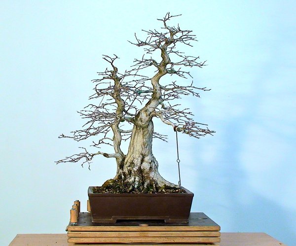 carpinusMerlinNov2013.jpg