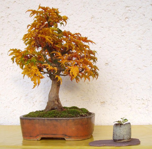 Acer palmatum 'Shishigashira' 11.11.2013