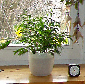 Dezember 2007