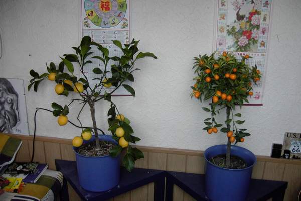 zitroneundkumquat.JPG