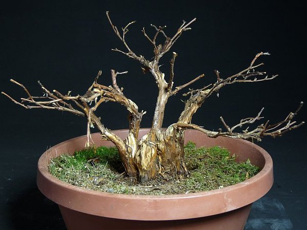 Shohin Rohlinge 004.jpg