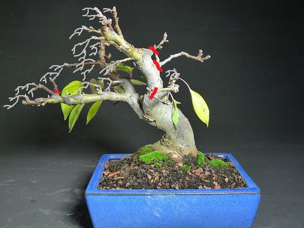 Shohin%20Rohlinge%20001.jpg
