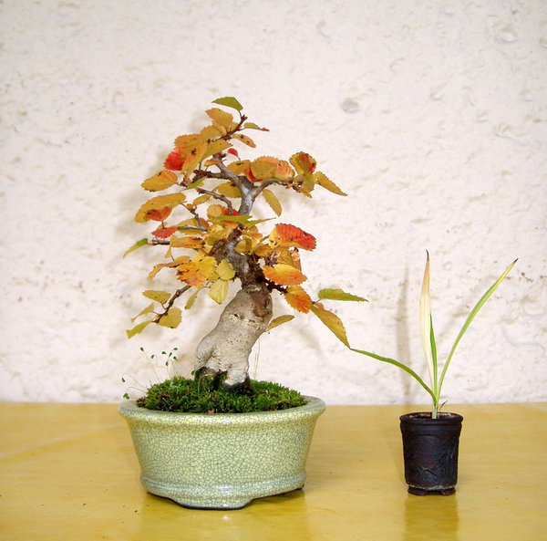 Carpinus_coreana01_2013-11small.jpg