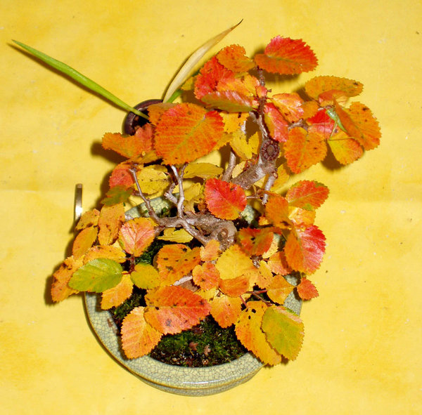 Carpinus_coreana01_2013-17small.jpg