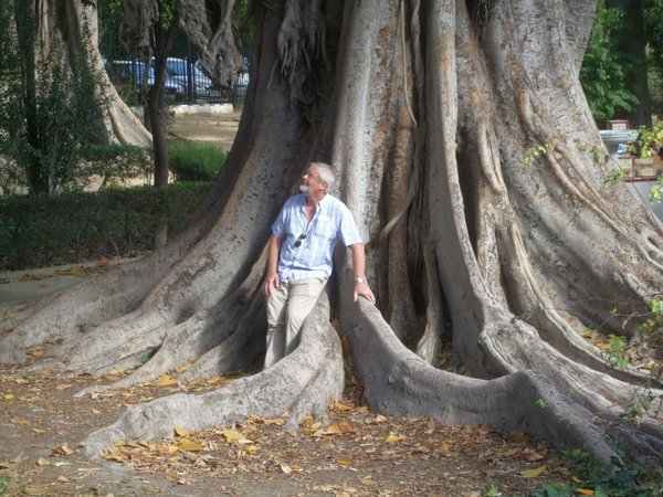 Ficus im Stadtpark von Sevilla/Andalusien