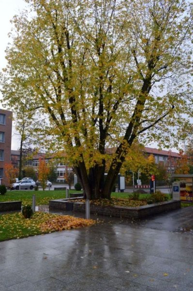 Krankenhausahorn I.jpg