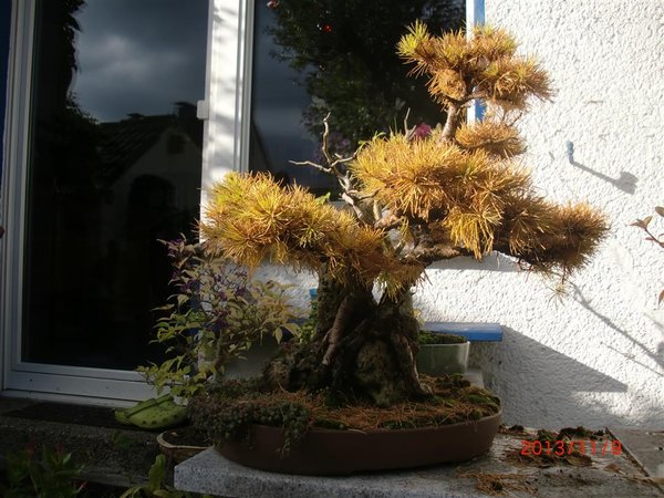Herbst13 (8) (Individuell).JPG