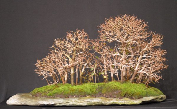 Feldulmen Yamadori Wald  Nov.13.jpg