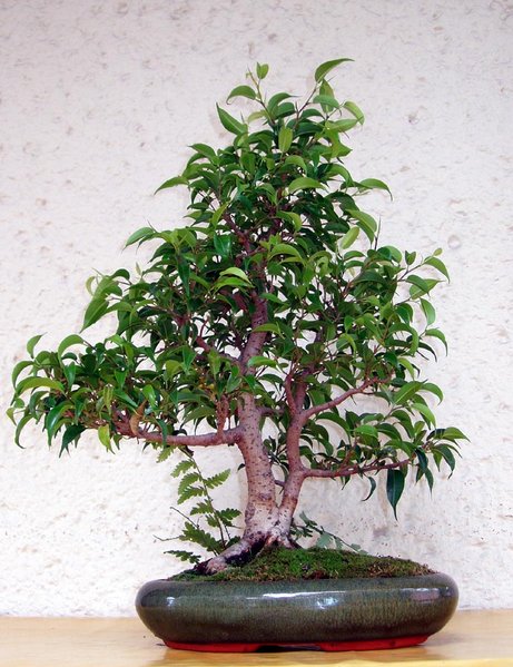 so etwas sieht der Baum zur Zeit aus