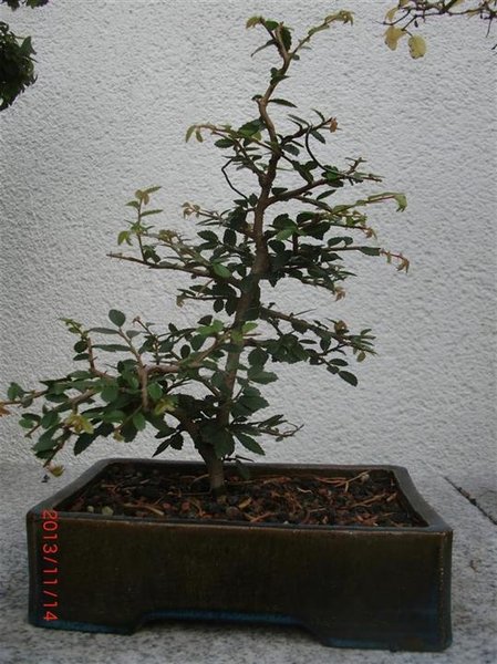 Ulmen (2) (Individuell).JPG