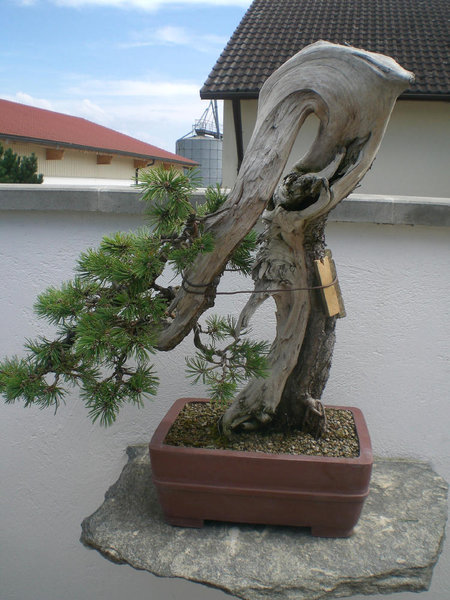 Baum.jpg