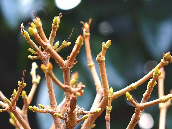Knospen