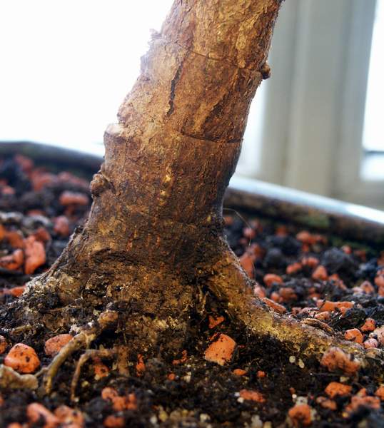 Der Wurzelansatz ist -glaube ich- auch recht gut gelungen....  Stamm ca. 3cm Durchmesser.  "Yamadori" aus Griechenland. Die haben da vielleich rießige Buschen *neid*