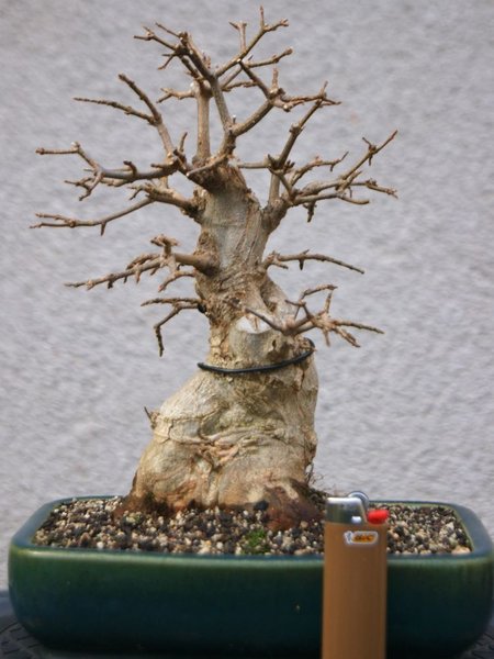 Buergeranium_000.jpg