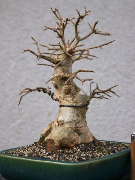 Buergeranium_045.jpg