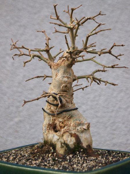 Buergeranium_135.jpg