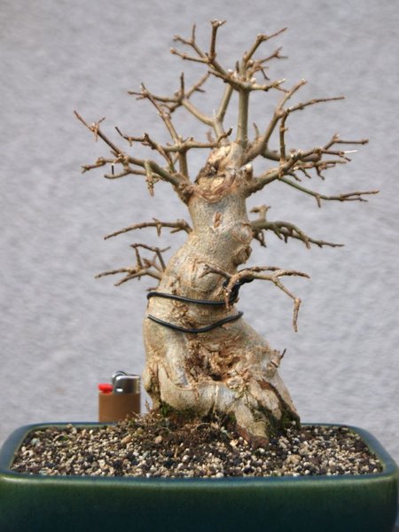 Buergeranium_180.jpg
