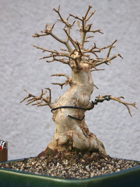 Buergeranium_225.jpg