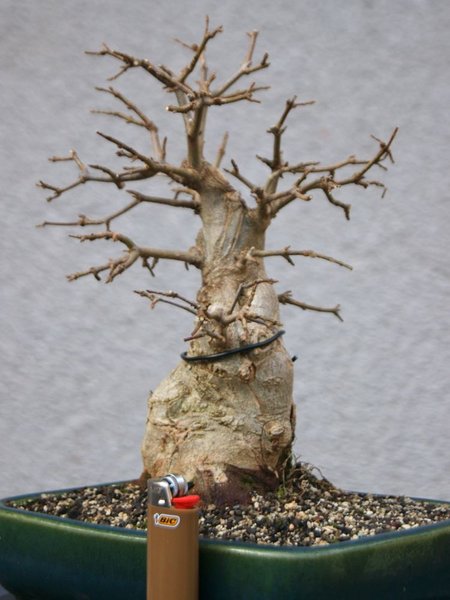 Buergeranium_315.jpg