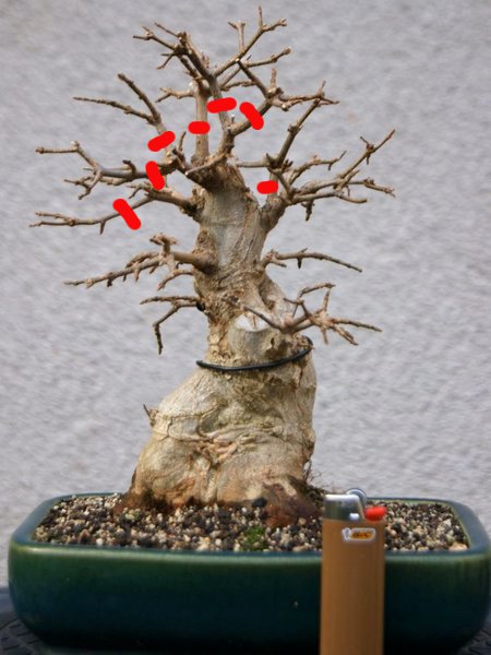 Buergeranium_Manfred2_v.jpg