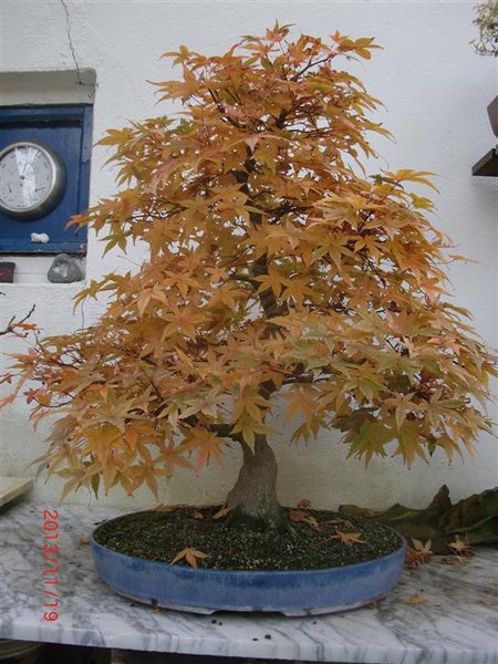 CIMG6741 (Individuell).JPG