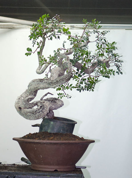DSC_5387w.jpg