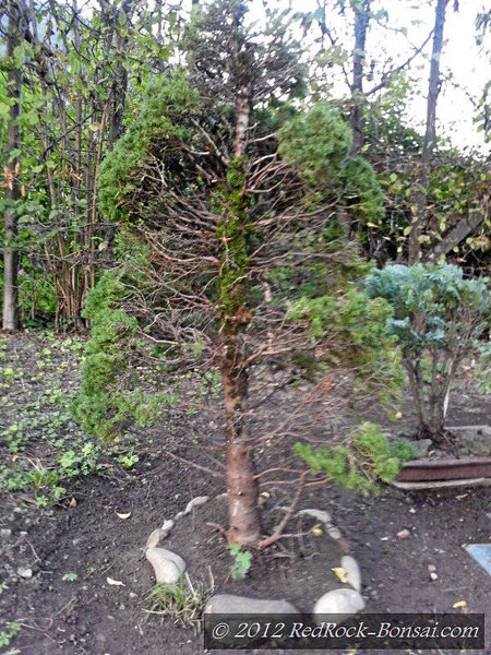 Oktober 2010, erst mal im Garten eingepflanzt.
