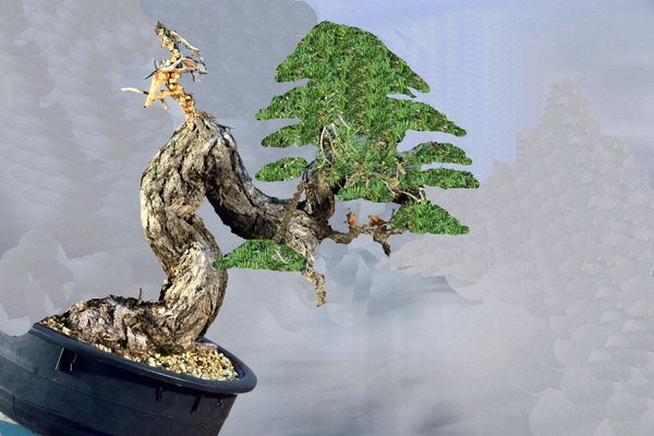 sylvestris3.jpg