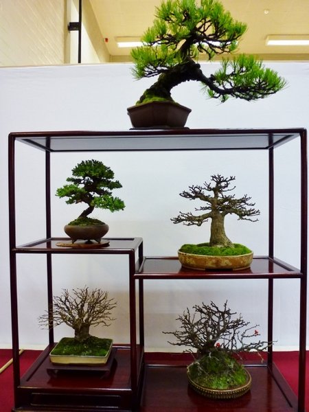 P1010971 (768x1024) (480x640).jpg