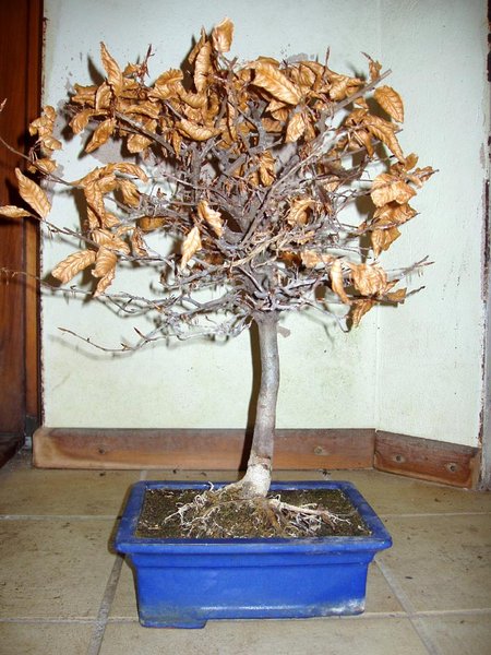 März 2010 vor dem Rückschnitt