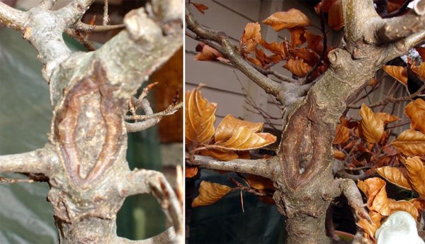 Entfernte Äste und der ausgeschnittene, verdickte Stamm haben eine große Wunde hinterlassen. Aber auch die wird stetig kleiner. Bilder vom Frühjahr und Herbst 2013.