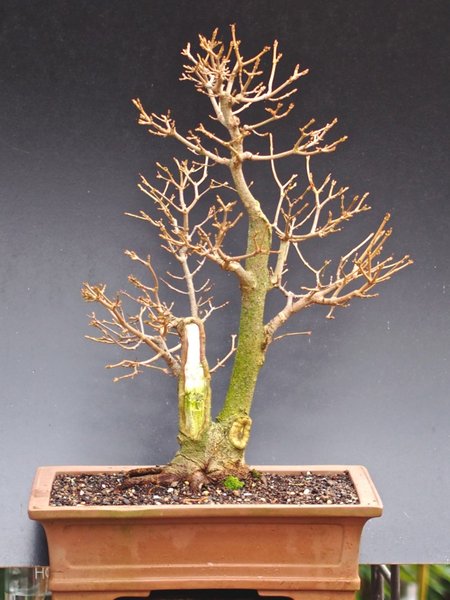 Acer carpinifolia total.jpg