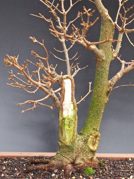 Acer carpinifolia Detail 1.jpg