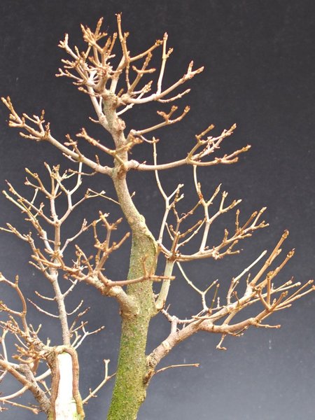 Acer carpinifolia Detail 2.jpg