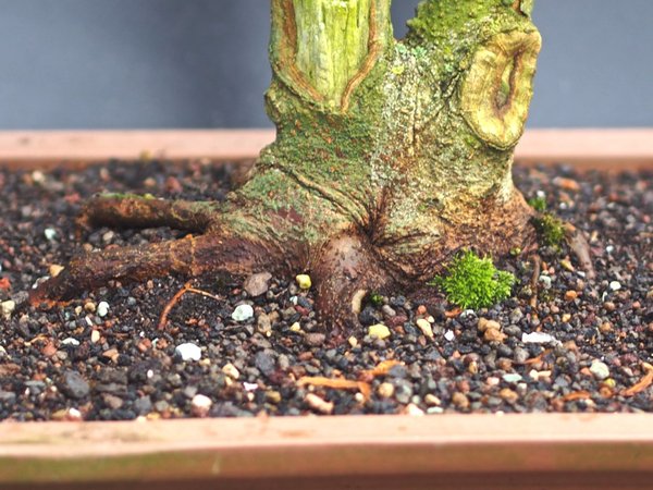 Acer carpinifolia Basis.jpg