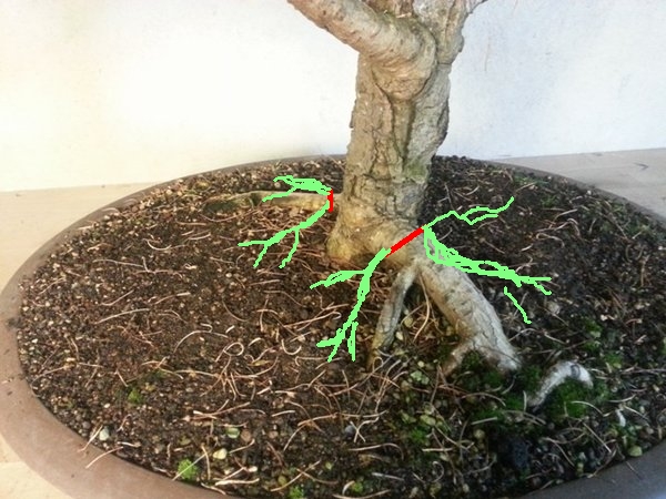 Larix bff.jpg