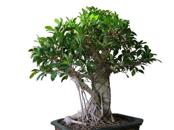 Ficus freigestellt klein.jpg
