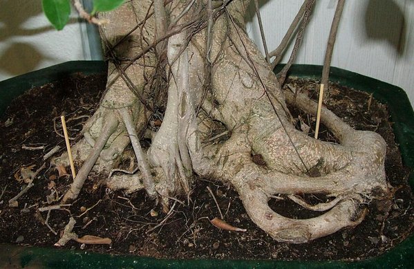 Ficus Nebari klein.jpg