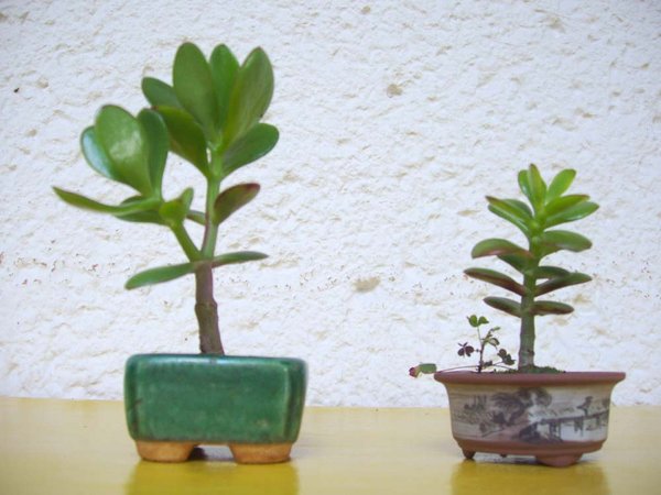 Crassula ovata und Crassula ovata minor Jungpflanzen 2007
