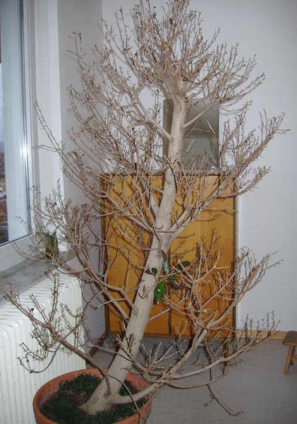 so stand der Baum den ganzen Winter bei ca. 10 °C