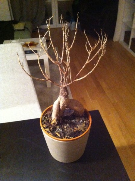 Foto 2.JPG