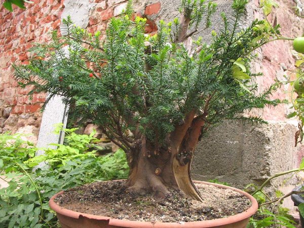 Der Baum nach weiterem Rückschnitt